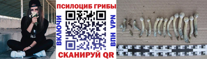 кракен зеркало  Кириллов  Псилоцибиновые грибы Psilocybe 